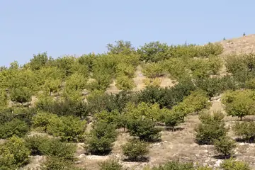 Navigating Kayısı Fiyat: Your Guide to Malatya Apricot Purchases