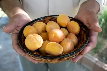 Discover the Best Kayısı Fiyat: A Guide to Buying Malatya Apricots