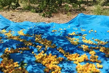 Kayısı Sipariş Ver: Malatya Kayısısı Almanın Güvenilir Yolu