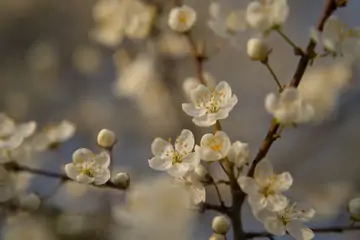 Discover the Best Malatya Apricots from Tunahan Kayısı